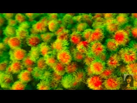 Asian Street Food, My Village Food Compilation, Every Day Activities And Food In Cambodian Market