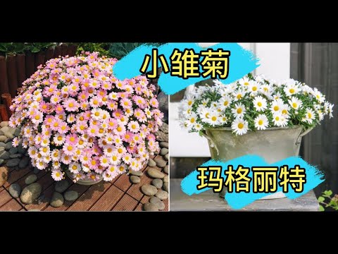 雛菊屬