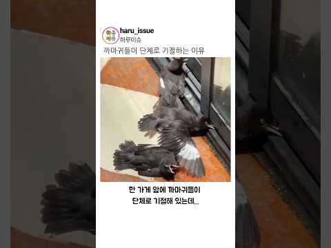 까마귀가 단체로 기절하는 이유