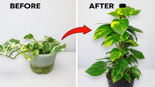Grow Your Pothos 3x FASTER