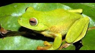 Download lagu sound effect frog - 5 detik suara katak mp3 Download lagu sound effect frog - 5 detik suara katak mp3