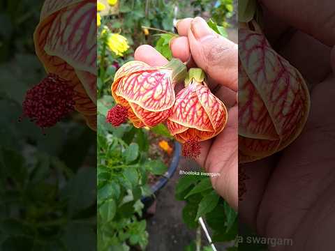 గంట మందారం Hibiscus Flowers harvesting n terrace garden #gardening #vegetables #harvest #gardenideas