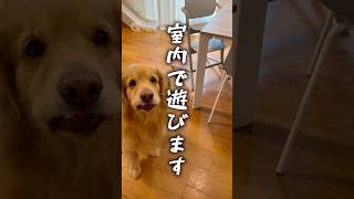 散歩に行けない大型犬のストレス解消法 #ゴールデンレトリバー #大型犬のいる生活
