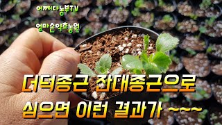 더덕종근 잔대종근으로 심으니 실패 하지 않아요