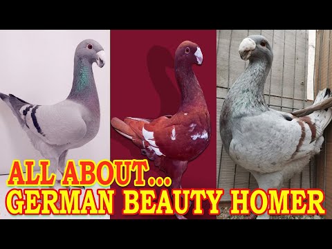 , title : 'German Beauty Homer Pigeon Information  Standard, Characteristics, Color, Uses, Appearance | Part 2'