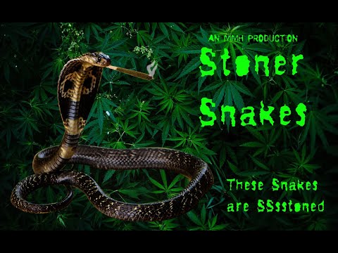 Stoner Snakes (2023)