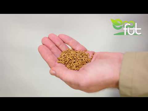 Welches Eiweißfutter für Hühner