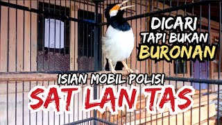 Download lagu JALAK SUREN ISIAN SIRINE SATLANTAS BIKIN GEGER#jalaksuren mp3