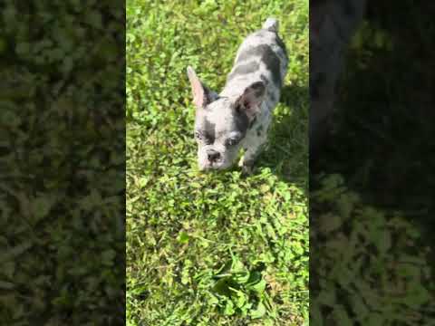 Video 5