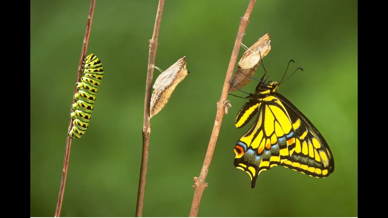 Corintenii și problema învierii