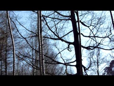 Luchs/Lynx hoch oben auf Baum/on tree