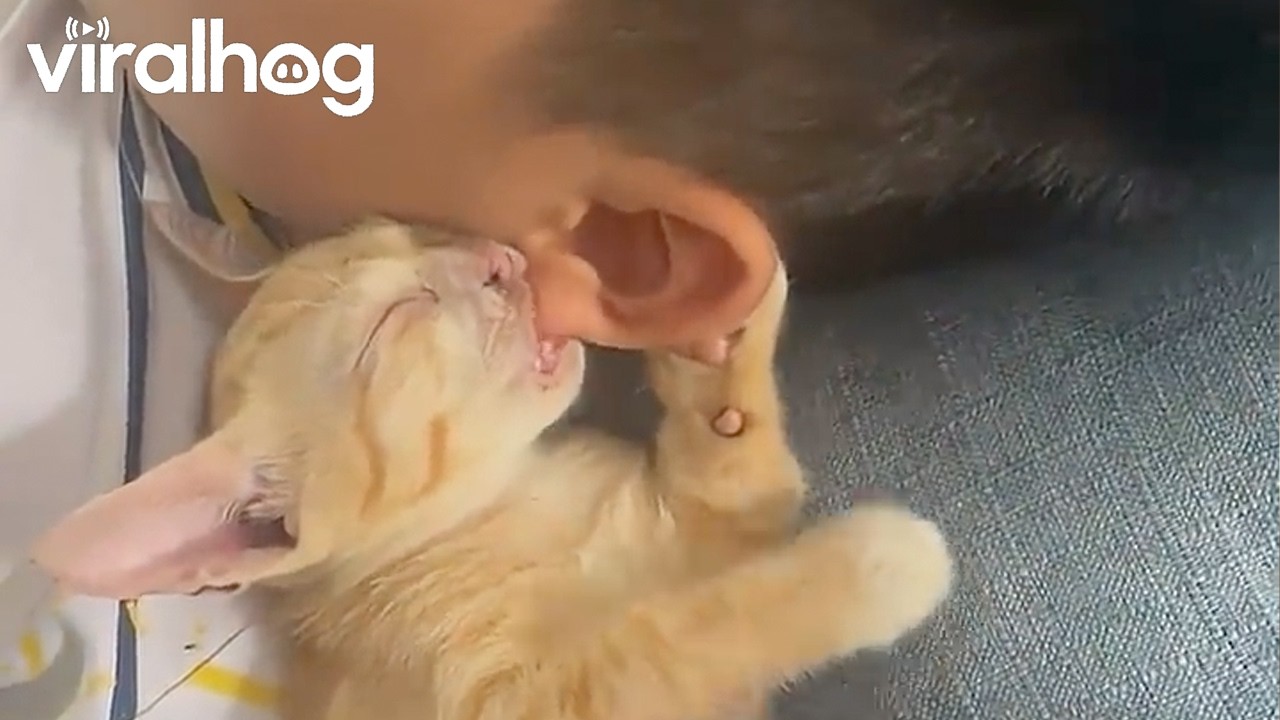 Kitten Nibbles on Boy's Ear || ViralHog