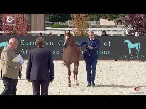 N.28 DORIS FAME - European Championship 2020 - Prague - Fillies 2 Years Old (Class 2B)