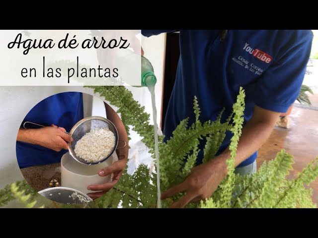 youtube video id=z6s6HTXTxv0