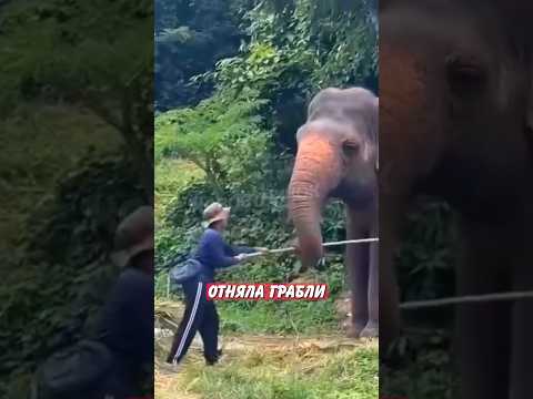 🤣 Слониха отняла грабли у рабочего — вот для чего! | Новостничок