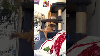 #cat #cute #catvideo #cutecat #funnyvideo