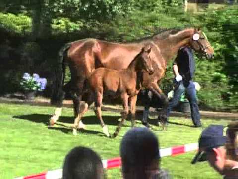 SF2014 Don Nobless Hohenstein Schau