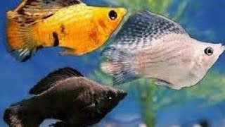 Download lagu Baby ikan molly....| Evan adi putra mp3