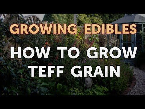 How to Grow Mangosteen From Seed