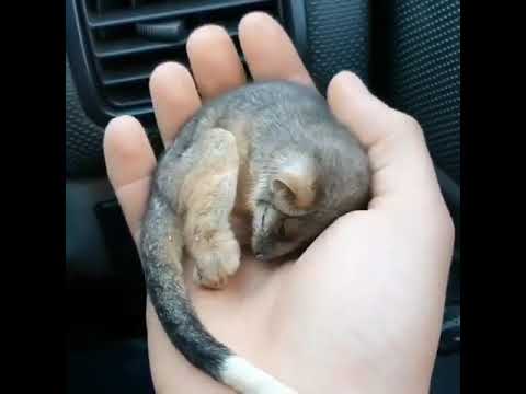 Rescued baby ringtail possum warming up in front of a car heater