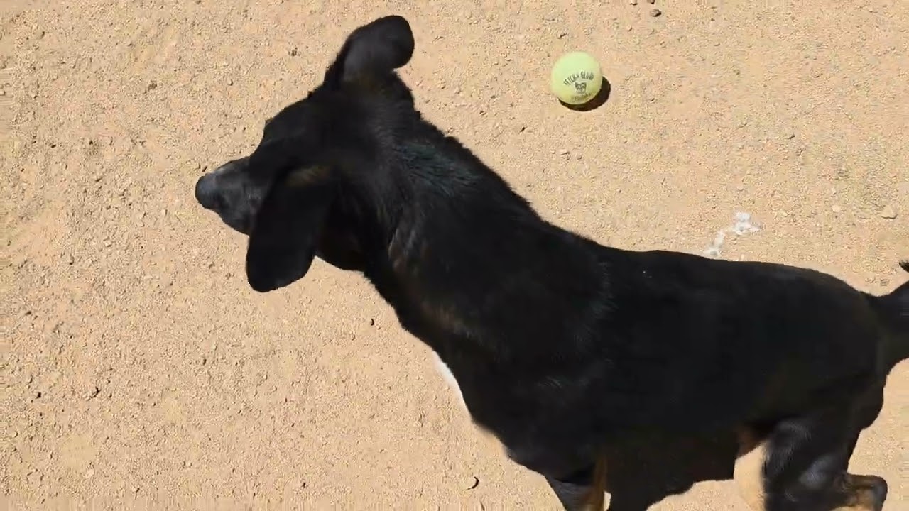 Tess, a Adoptable mixed breed in California City, CA video 5/5