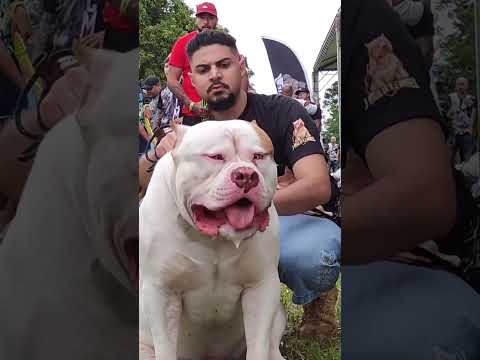 GIANT XL AMERICAN BULLY! 🤯🤯