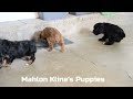 Cavapoo dogs for sale: Mason - Video 1