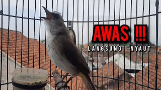 Download lagu trucukan gacor TARUNG ROPEL PANJANG pancingan trucukan agar bunyi jadikan burung trucuk gacor NYAUT mp3 Download lagu trucukan gacor TARUNG ROPEL PANJANG pancingan trucukan agar bunyi jadikan burung trucuk gacor NYAUT mp3