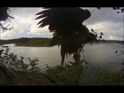 Smola Norway Eagle Cam ~ A Rainy Day At The Nest With Elida 9.15.18