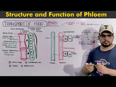 Transport of food in Plants: Structure and functions of phloem