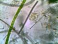 Vorticella At 400X Taken With Tucsen Microscope Camera Using TSView With Xvid Compression