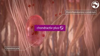 Chondractiv™ Plus, a mobility & joint support solution for active lifestyle