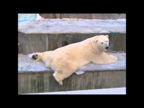 Год нашей группе  SOS Медведица Шилка просит о помощи        14 11 15 г