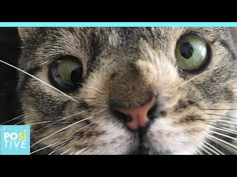 Maya: The cat with Down Syndrome | Positive