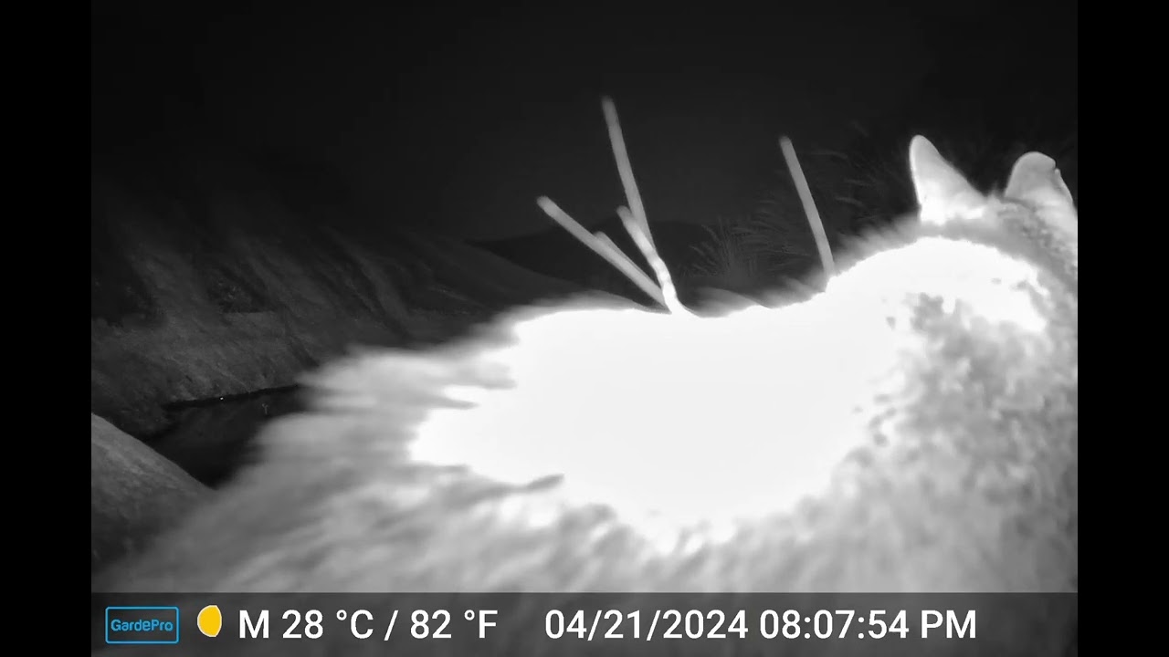 S2E2: Wildlife Visitors at the Canyon Watering Hole (Part 2)