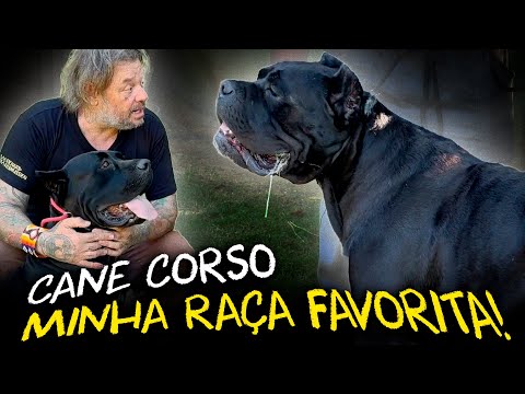 CANE CORSO: UM VERDADEIRO GUARDIÃO ROMANO!