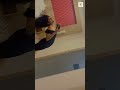 Eesha Rebba Hot Look Sexy Status Shorts Eesharebba Tollywood Whatsapp Hot