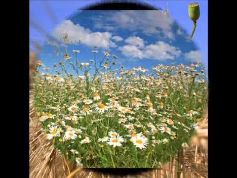 Michel van Dam - Ich hab die Sonne mitgebracht