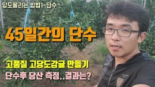 감귤재배 감귤하례조생45일간의 단수 1차 당도산도측정결과 고품질고당도감귤 만들기 숨비재