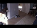 Puppy Barking At Siberian Husky