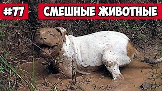 Смешные животные - собака в грязи | Bazuzu Video ТОП подборка 77 декабрь 2017