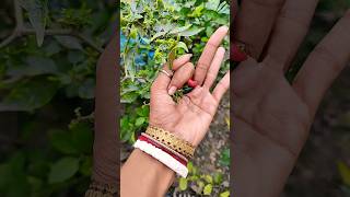 Download lagu Asian beetles you've never hxyfyd th f kfhfhfdh jfufuvg hdydy9gbgysu jdhdhfd jdgdgbt vihxtv hcyfuc mp3 Download lagu Asian beetles you've never hxyfyd th f kfhfhfdh jfufuvg hdydy9gbgysu jdhdhfd jdgdgbt vihxtv hcyfuc mp3