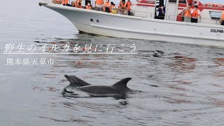 野生のイルカに癒やされる旅　熊本県天草市