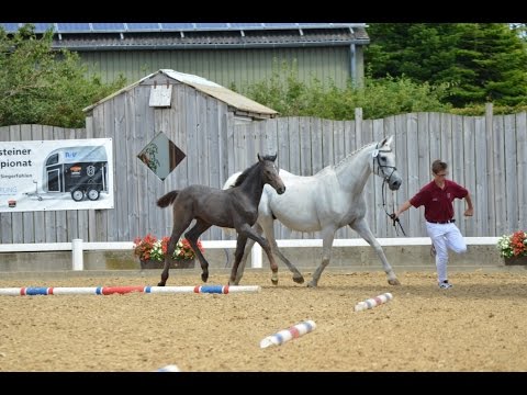 Holsteiner Hengstfohlen von Uriko