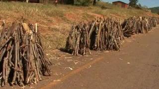 Slowing forest depletion in Malawi