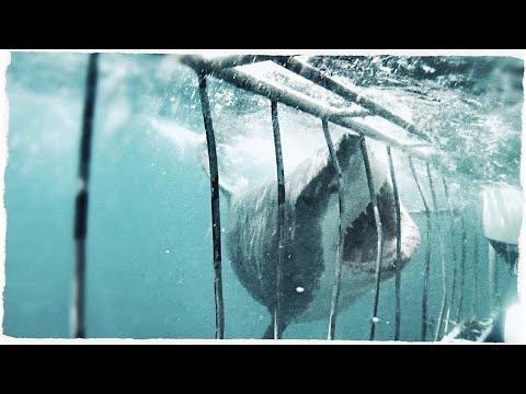 Great White Shark Attacks Cage - Cage Diving Mossel Bay South Africa #DANGER