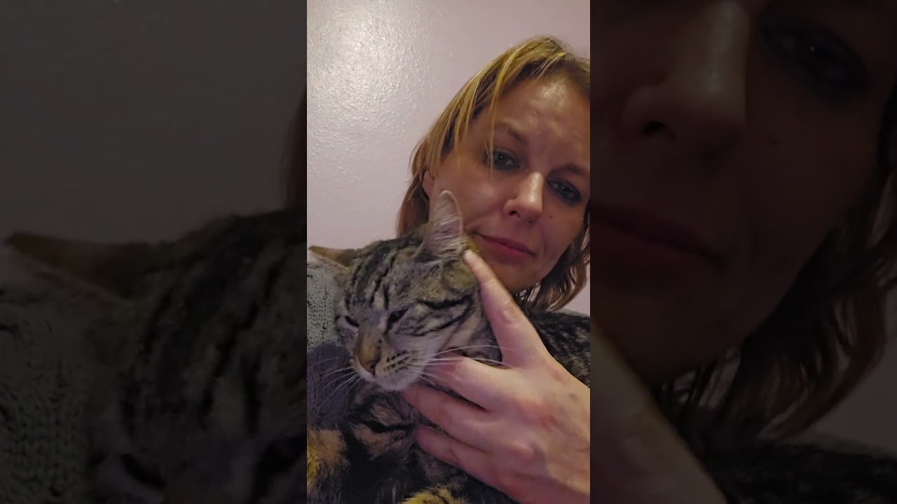 Enlarge Silly, an adoptable Domestic Short Hair in Everett, WA video 4/4