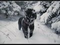 Cane corso Соня и Рождество! 