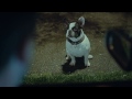 lustige Audi TV-Werbung - &quot;sprechender Hund&quot;