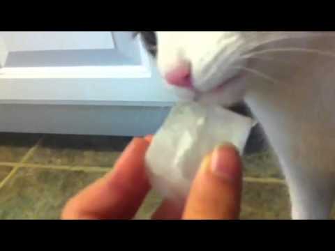 My Cat Licking Ice